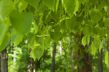 green foliage  