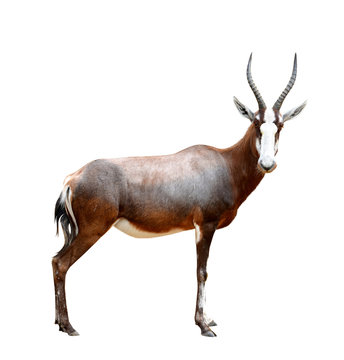blesbok antelopes (Damaliscus pygargus) 