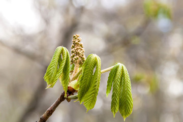 Blüte der Rosskastanie