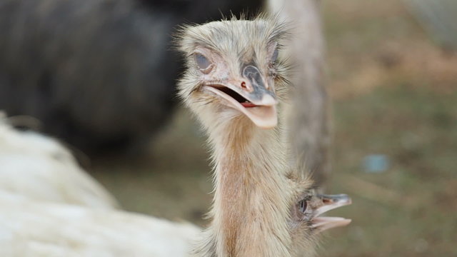 Close up ostrich head, camera panning.