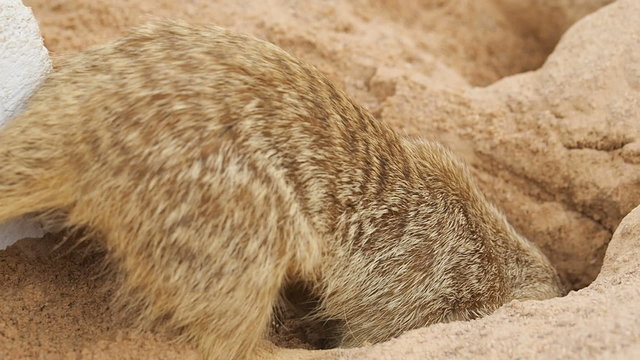 Meir Cat dig the ground.