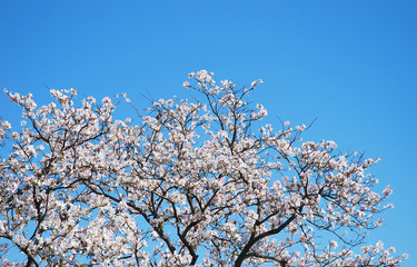 white flower on blue sky background