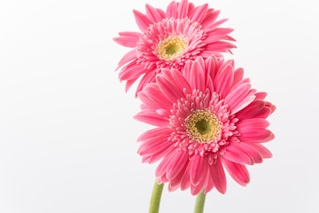 Pink gerbera flower