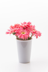 Pink gerbera flower