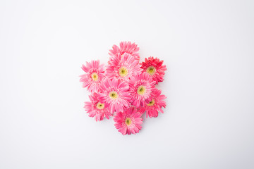 Pink gerbera flower