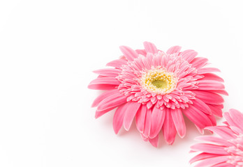 Pink gerbera flower