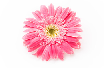 Pink gerbera flower