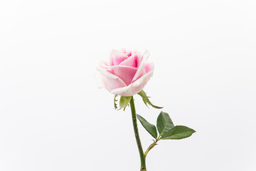 white and pink rose