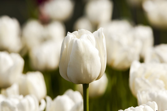 Fototapeta white tulips  
