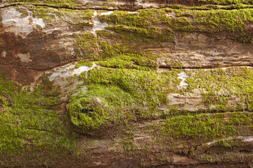 Green moss on old tree texture.