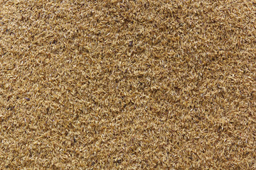 Rice husks background rice plant.