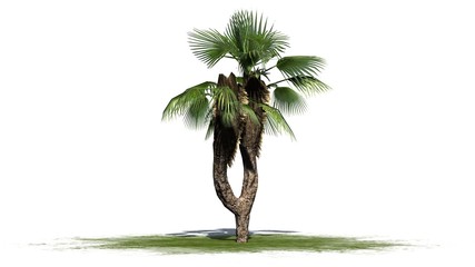 Chinese Fan Palm - separated on white background