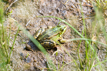 Green Frog on the Mud