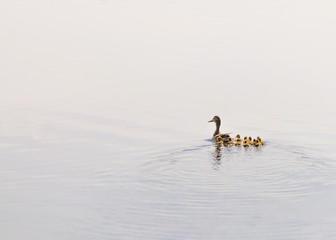 Duck and Duckling are swimming on the Dnieper river in Kiev, Ukraine. White clouds reflect in the blue water