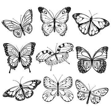 Black and white butterflies