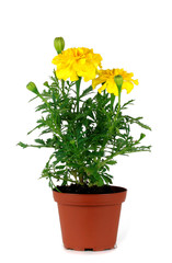 Marigold flower on a white background