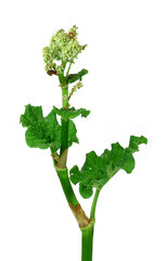 rhubarb stem with blossom on isolated white background