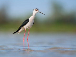 Black-winged Stilt