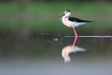 Black-winged Stilt