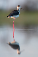 Obraz premium Black-winged Stilt