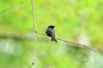 Bronzed Drongo (Dicrurus aeneus) in Taiwan