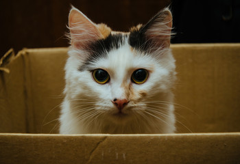 Cat in Box