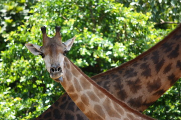 Giraffe, tall, trees, green, zoo, wildlife