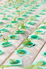 plant nursery