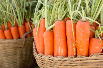 fresh carrots in basket
