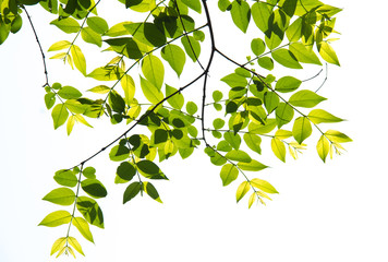 green leaf background