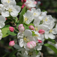 Fototapeta na wymiar Flowers of paradise apples