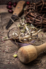 medicinal herbs and roots