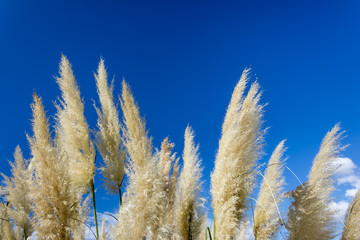 Reeds With Blue Sky
