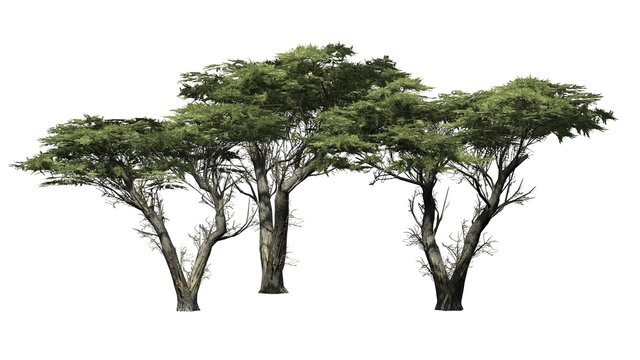 Monterey cypress trees  - isolated on white background