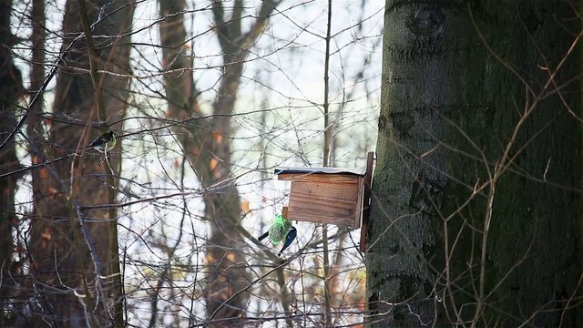 Blaumeisen im Winter