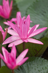 Obraz premium pink lotus on green background
