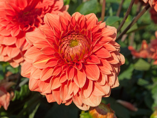 Dahlien