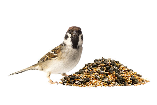 Tree sparrow and a pile of bird seed on white background