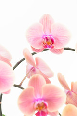 Peach Moth orchids close up