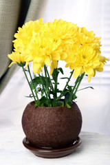 Beautiful chrysanthemum in pot on windowsill