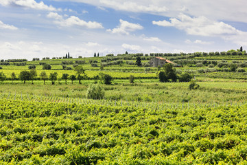 Fototapeta na wymiar Green vineyard under blue sky