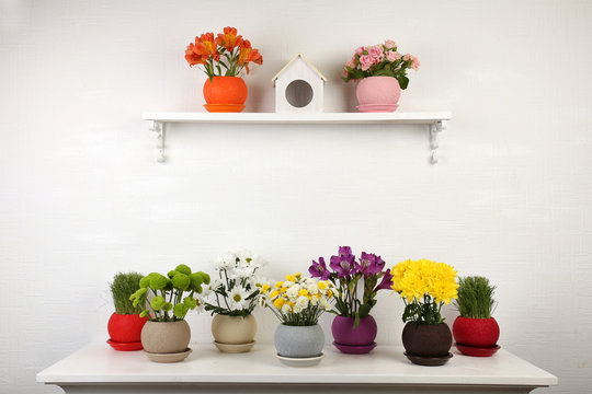 Beautiful flowers in pots on shelf on wall background