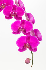 Fototapeta na wymiar Purple Moth orchids close up