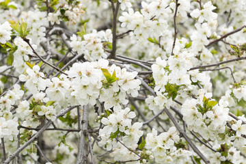 Obraz premium blossom tree background