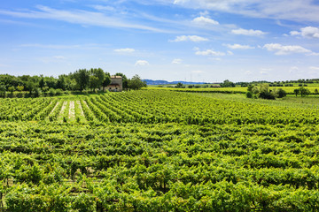 Fototapeta na wymiar Green vineyard under blue sky