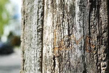Word Love carved in tree close-up