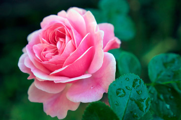 雨上がりの薔薇