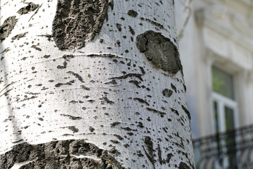 Word Love carved in tree close-up