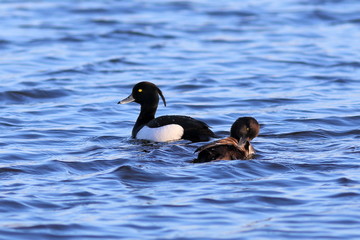 Tufted duck. Couple of ducks on water