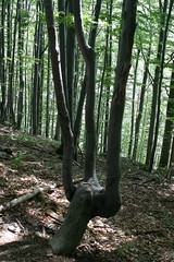 Drzewo w lesie